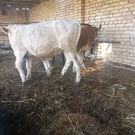 Simmental Öküz