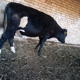 Arassa çorny piýostyr Öküz