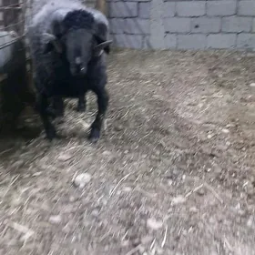 Goç