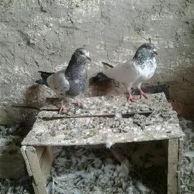 Mepderi