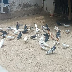kepderi