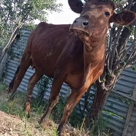 yetik bogaz