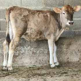 tuwe