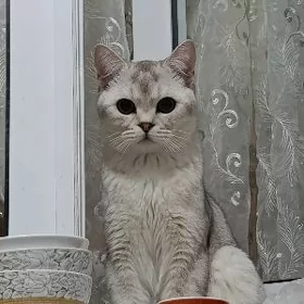 pişikler/кошки