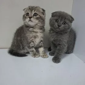 şatlanskiy pisikekler