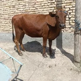 kysyr inek
