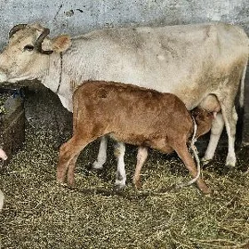 goleli sygyr