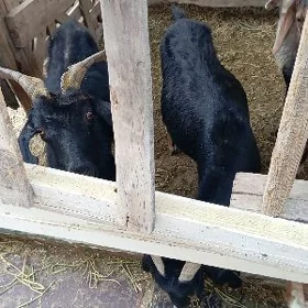 bakylan geci