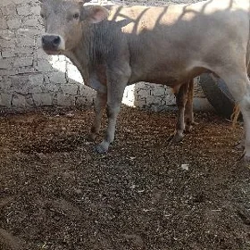 2 öküz 1 tüwe