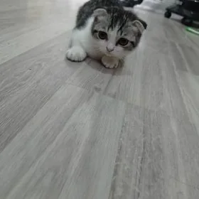 Котенок вислоушка