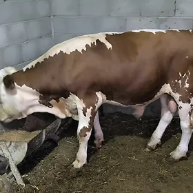 simmental öküz