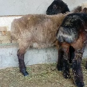 işşek