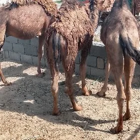Owsuklar