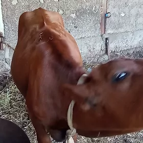 tüwe