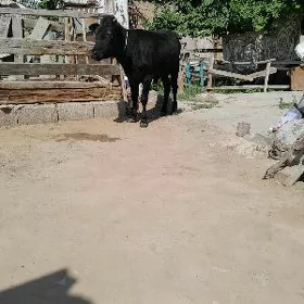 Öküz
