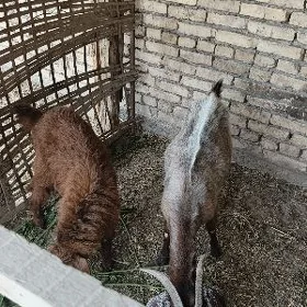 Owlagly geci