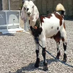 Pakistan geci