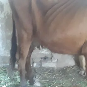 sygyr