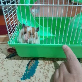 hamyak jonny