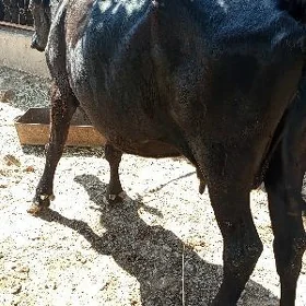 sygyr