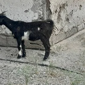 dog geçi