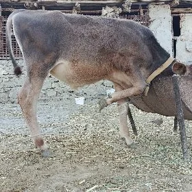 okuzçe