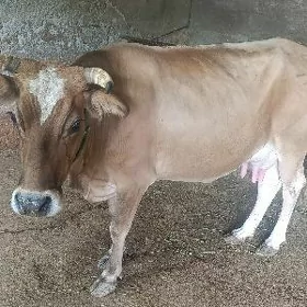 Bakylan sygyr