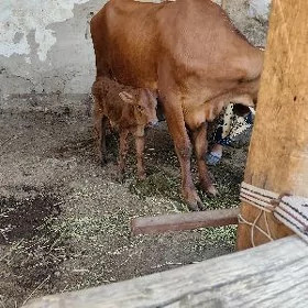 saglyk sygyr