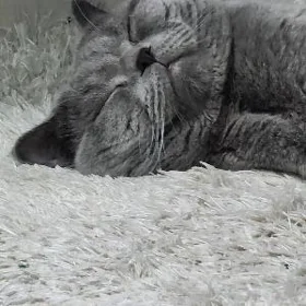 Kot