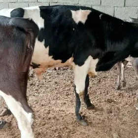 Öküz Tüwe Göle