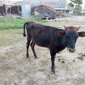 gunajyn