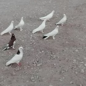 kepderi