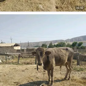 öküz