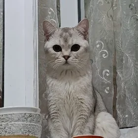 pişikler/кошки