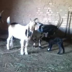 owlakly geci biçilen teke