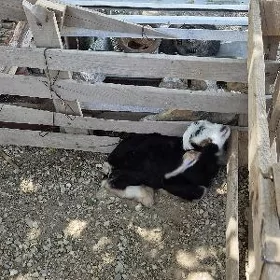 Awlakly geçi
