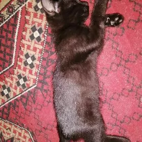 котята pişikler
