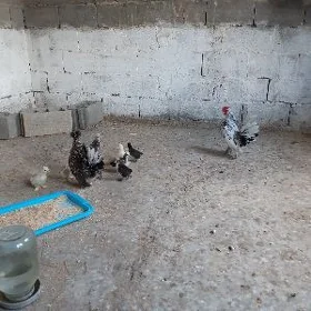 Karlik