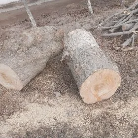 Agaç töññe