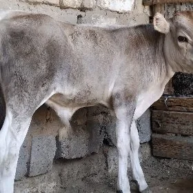 TOĤUMÇA OKÜZ ŞWES