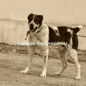 güjik
