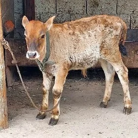 okùzce