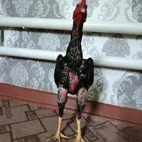 Horaz