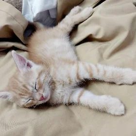 pishik