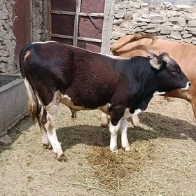 okuz we sygyr