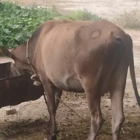 Sygyr