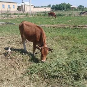 gulajun gole