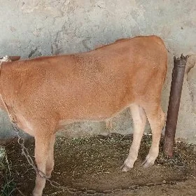 okizler gulajynlar
