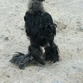 Arassa brama