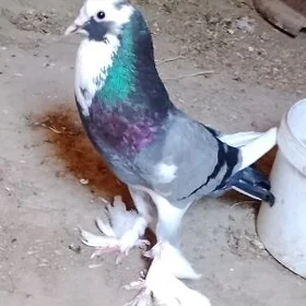 Dutyş kepderi